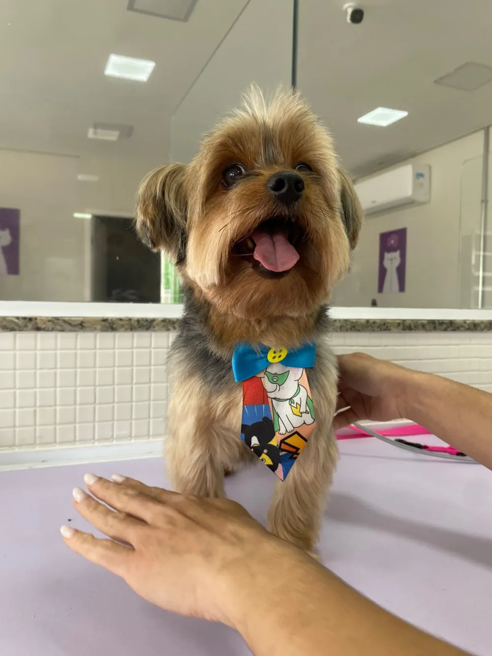 Yorkshire feliz de gravatinha após o banho e tosa na VIP Care